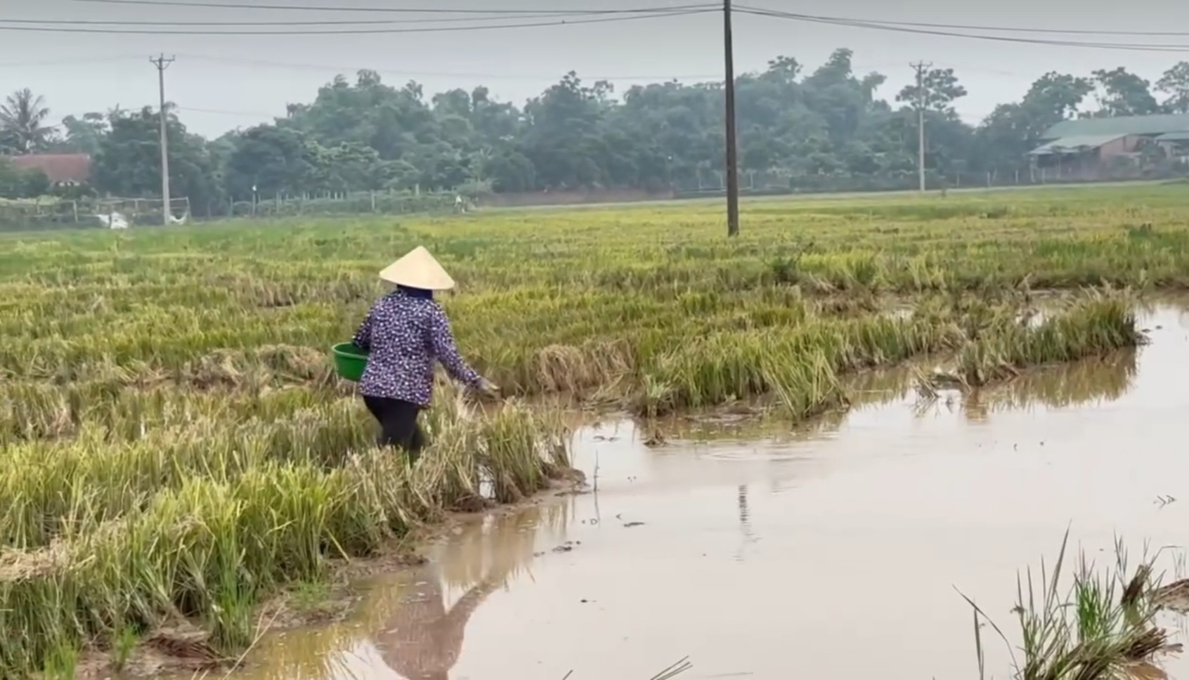 Sử dụng chế phẩm sinh học giúp đẩy nhanh quá trình phân hủy hoàn toàn gốc rạ