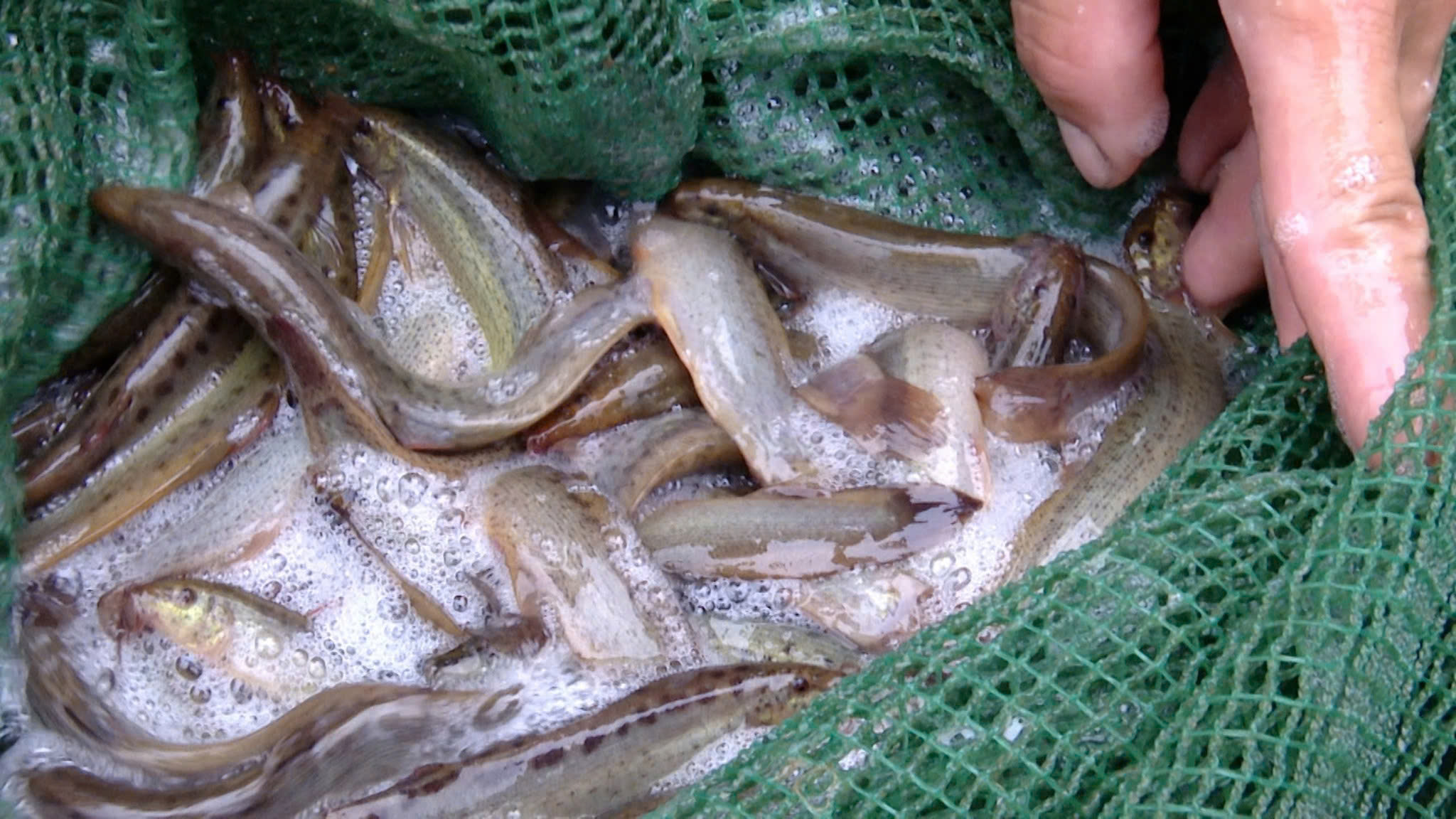 cá chạch sụn