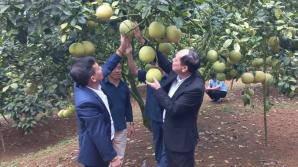 Mô hình liên kết sản xuất, tiêu thụ bưởi tại xã Hùng Xuyên, Đoan Hùng