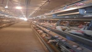 Chăn nuôi an toàn sinh học góp phần hạn chế dịch bệnh