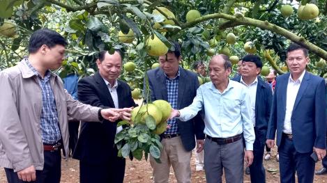 Đánh giá kết quả các mô hình nâng cao năng suất, chất lượng và mẫu mã quả bưởi